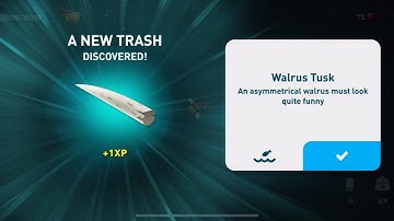 Creatures of the deep - Walrus Tusk in Alaska