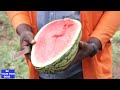 Yiga Bwebalima Watermelon Ofune 10M Mu Myezi Esatu Gyokka Watermelon Watermelonjuice