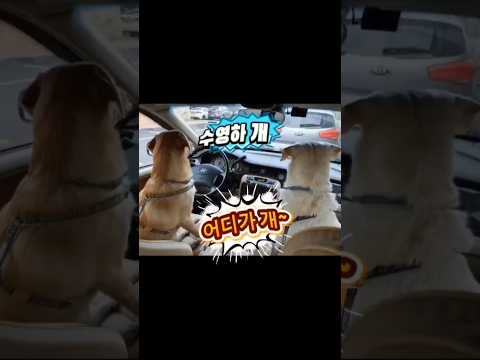 두부랑 망고가 수영장에?! 🐶🚗#두부망고 #강아지브이로그 #반려견일상 #운전하는강아지 #수영하는강아지 #리트리버 #힐링영상 #귀여운강아지 #dogshorts #petlover