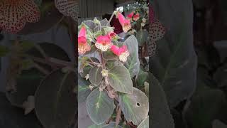 #shortsviral #paisagemnatural #plantas #naturezasurpreendente