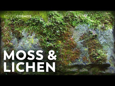 ቪዲዮ: Lichen moss ነው?