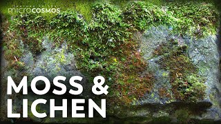 Moss & Lichen: Which One Is Actually a Plant?