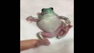 Frog Vine