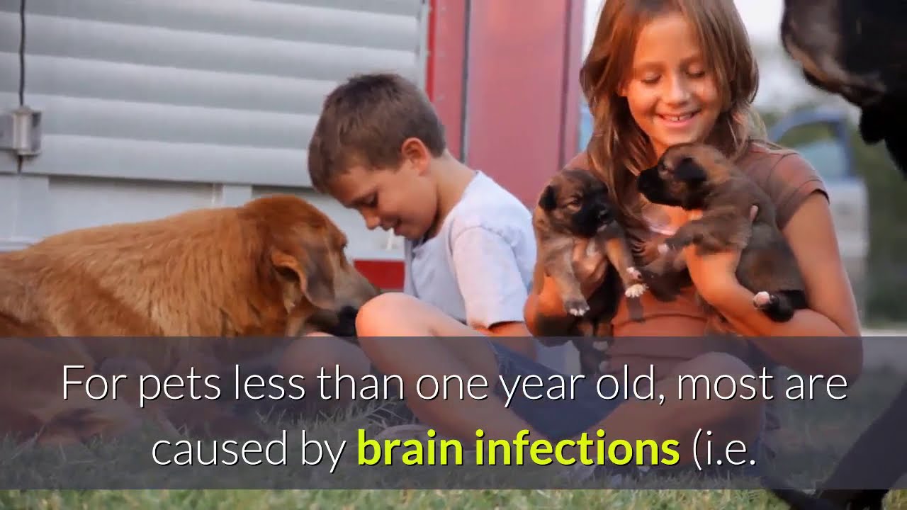 Dog seizure treatment home remedy Seizures in dogs the 5 most