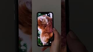 Best cat's wallpapers for you iPhone 🐈😼 screenshot 1