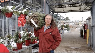 getting our christmas tree (vlogmas day 21)