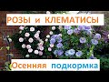 РОЗЫ и КЛЕМАТИСЫ готовим к зиме.Первая ОСЕННЯЯ подкормка.Чем  кормить. 6 сентября ПРОГУЛКА по саду