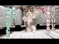 【保護猫】ビックリした時の子猫の反応が可愛すぎるｗ