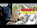 Dog Rescues Sea Turtles - Warmed &amp; Released Back to Gulf of Mexico: The Rescuers DNA