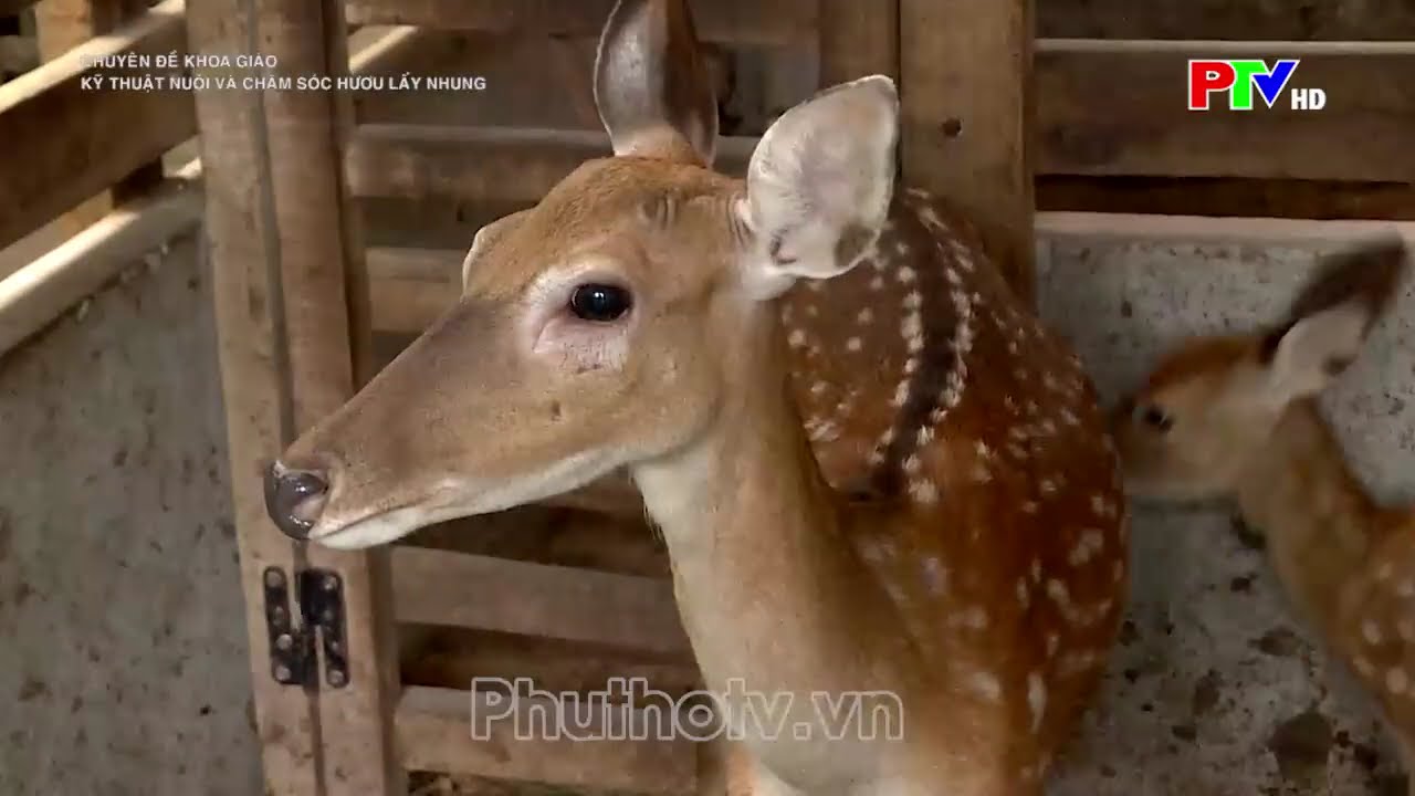 Kỹ thuật nuôi hươu và chăm sóc hươu lấy nhung