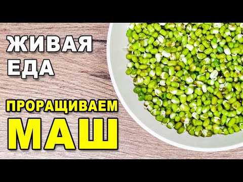 Как проращивать маш в домашних условиях для еды