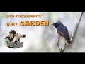 Bird photography in my garden