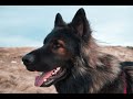 A Day with my Dog
