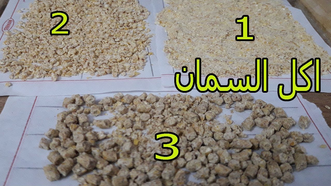 اكل طائر السمان الصغير والكبير البياض والتسمين