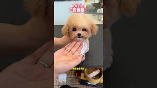 No One Will Refuse Such A Sweet Little Puppy Bar Champagne Color Teddy Cute Pet Healing System