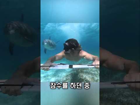 돌고래, 은혜를 갚으러 찾아왔습니다 thumbnail