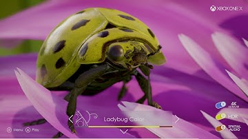 Introducing Insects, an Interactive Ultra HD, HDR Experience