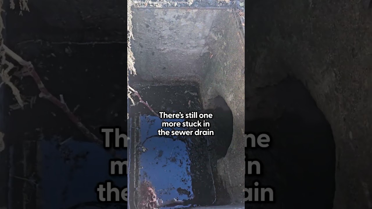 Mama Duck Waits For Someone To Rescue Her Babies From Drain | The Dodo