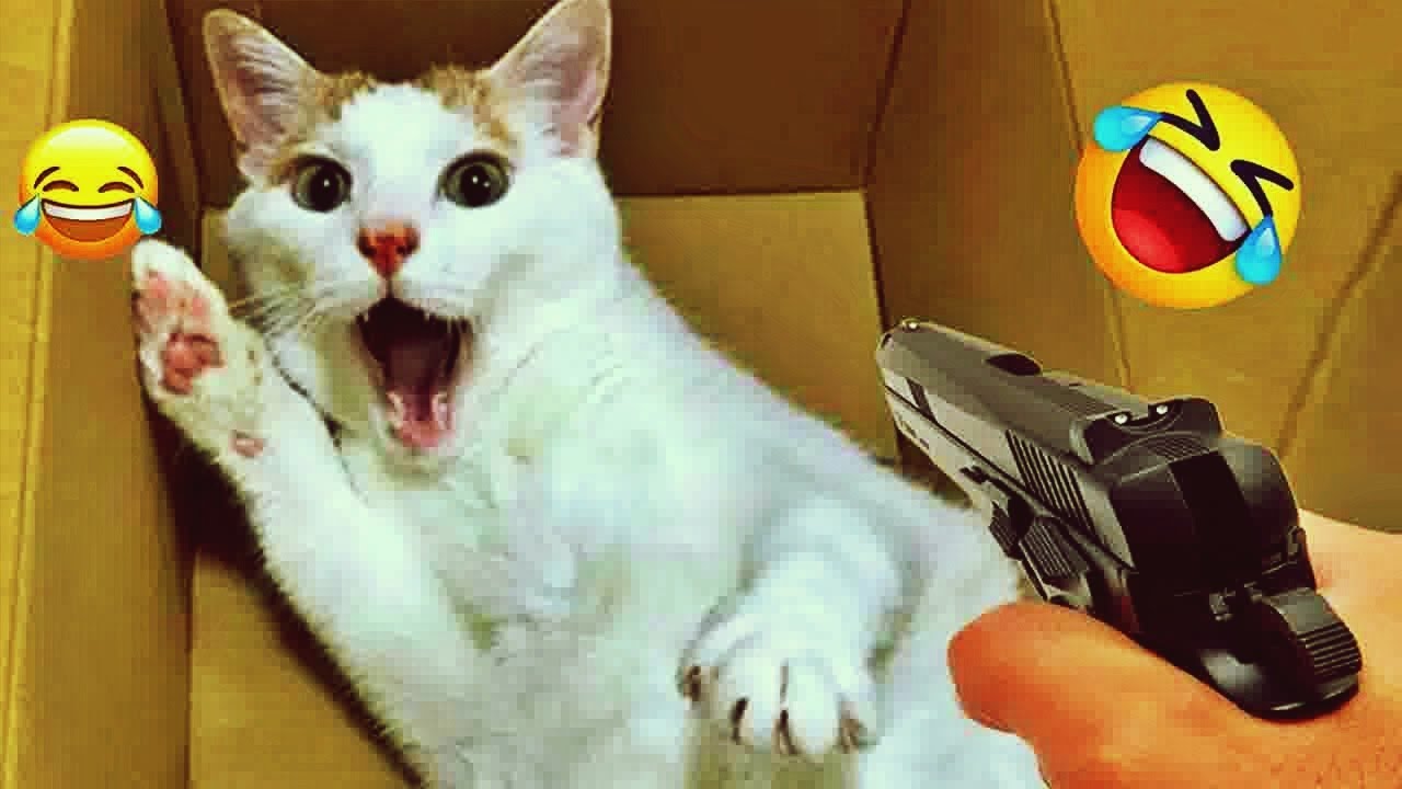 𝐅𝐮𝐧𝐧𝐲 𝐃𝐎𝐆𝐒 𝐚𝐧𝐝 𝐂𝐀𝐓𝐒 𝐕𝐢𝐝𝐞𝐨𝐬 𝟐𝟎𝟐𝟒 🐱😸🐶 𝐁𝐞𝐬𝐭 𝐅𝐮𝐧𝐧𝐢𝐞𝐬𝐭 𝐀𝐧𝐢𝐦𝐚𝐥 𝐕𝐢𝐝𝐞𝐨𝐬 🤣