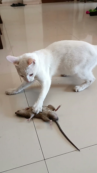 cat vs mouse