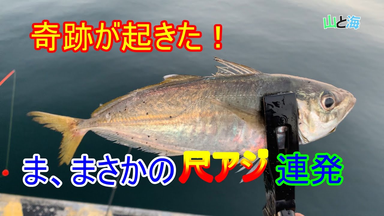 【想定外の展開】小アジリベンジのはずが、まさかの尺アジ連発！さらにアナゴも爆釣～12月上旬、三重県釣行