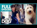 The Hairy Hooligans: Bumble and Doogle | Full Episode | It's Me or the Dog