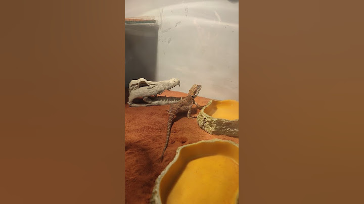 Feeding my Bearded dragon / Pogona vitticeps