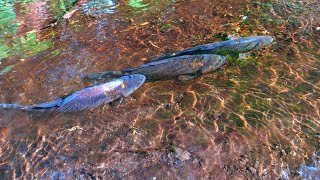 видео: В цій калюжі повно риби. Ловля руками. картинка: В цій калюжі повно риби. Ловля руками.