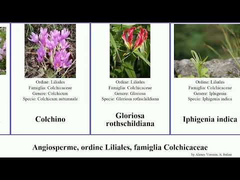 Angiosperme, ordine Liliales,