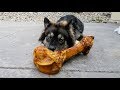 Huskies Get Giant Bone For 30,000 Subscribers!