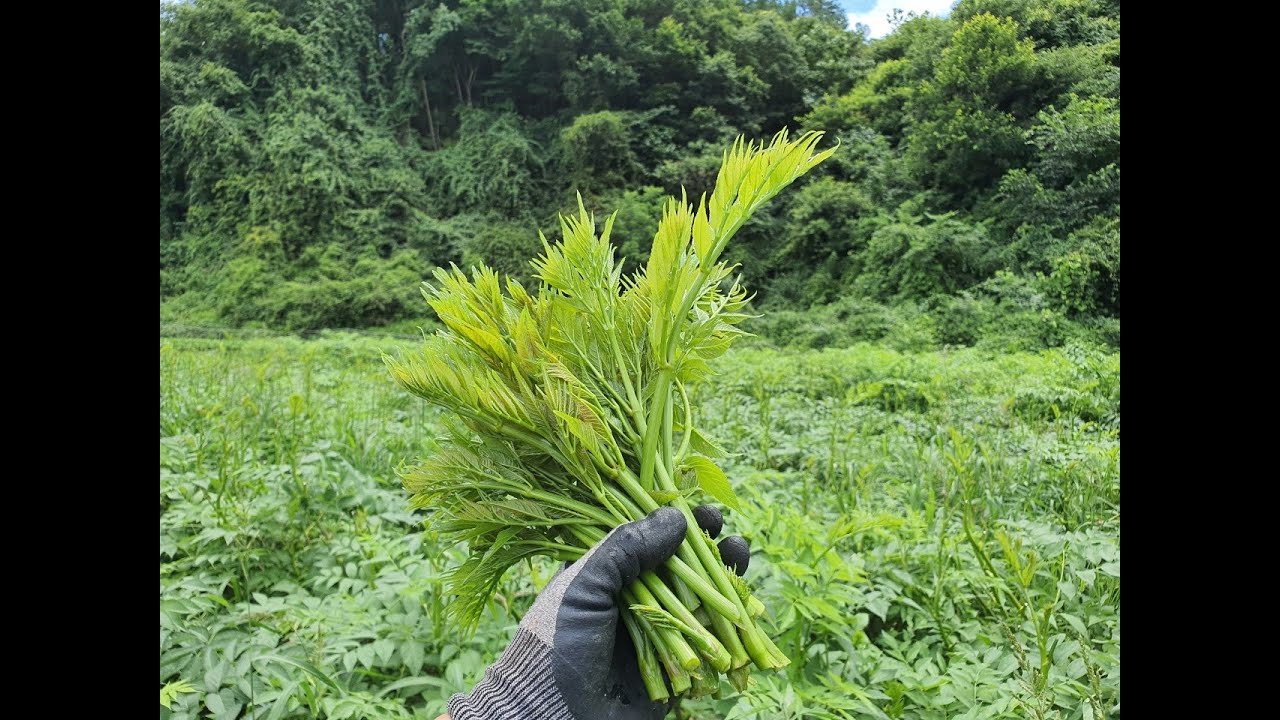 개암박사의 여름두릅 NBS인터뷰 촬영현장!