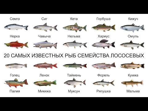 Видео: Омул е риба от семейство бели риби. Описание и местообитание