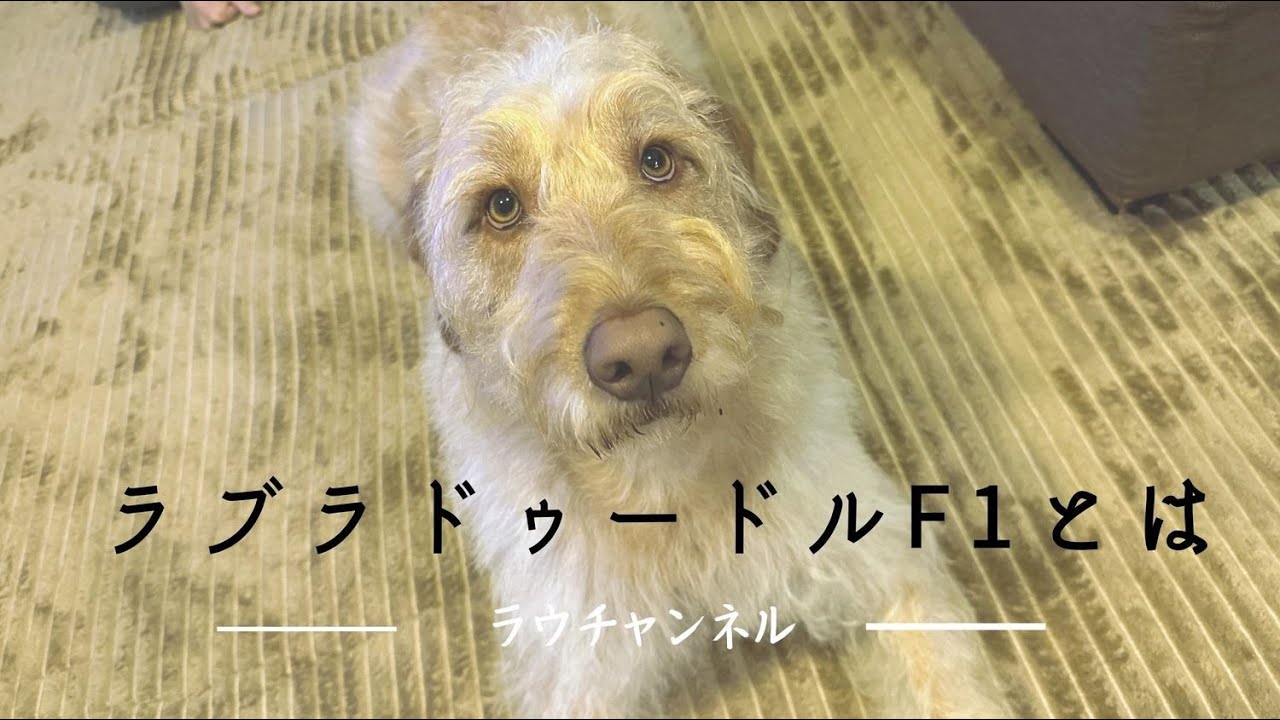 ラブラドゥードルって[F1とは？] お世話はどうなの？