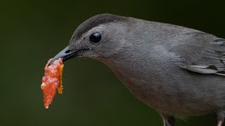 Catbirds and Raccoons at my Feeding Platform