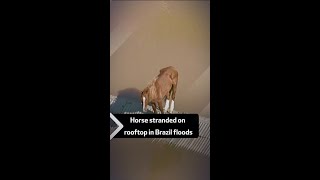 Horse stranded on rooftop in Brazil floods