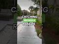I CANT BELIEVE I ALMOST CAUGHT THIS 😱#catching #wildlife #gecko #rabbit #viral #fypage