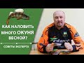 Как наловить много окуня весной? | Советы эксперта