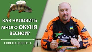 Как наловить много окуня весной? | Советы эксперта