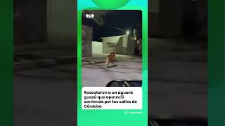 Rescataron a un aguará guazú que apareció corriendo suelto por las calles de Córdoba.