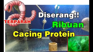 4 Ikan Pemakan Cacing Putih Halus atau Cacing Protein (Nematoda) agar Menghilang dari Aquarium