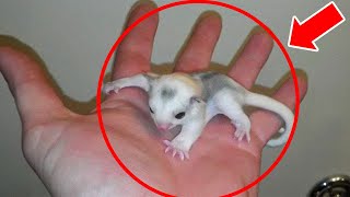 Man Finds Tiny Creature In His Backyard – You Won't Believe What It Became!