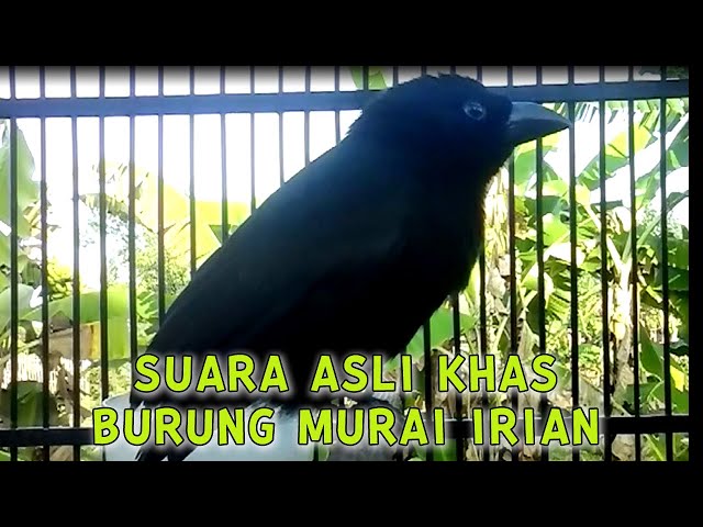 SUARA ASLI KHAS BURUNG MURAI IRIAN, SEOT GENTEOT DEOT PASTI LANGSUNG NYAUT COCOK UNTUK MASTERAN class=