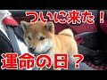 【柴犬子犬】ついに来た！運命の日！　太郎の犬モノガタリ＃１６