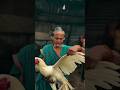 Ayam seharga 20 juta di tolak sama nenek ini #ayam #ayamberkualitas #ayambangkok #thailand