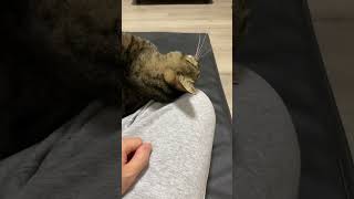 最後に襲ってくる猫...