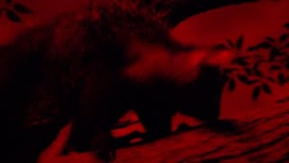 Ayeaye Sounds  Cincinnati Zoo