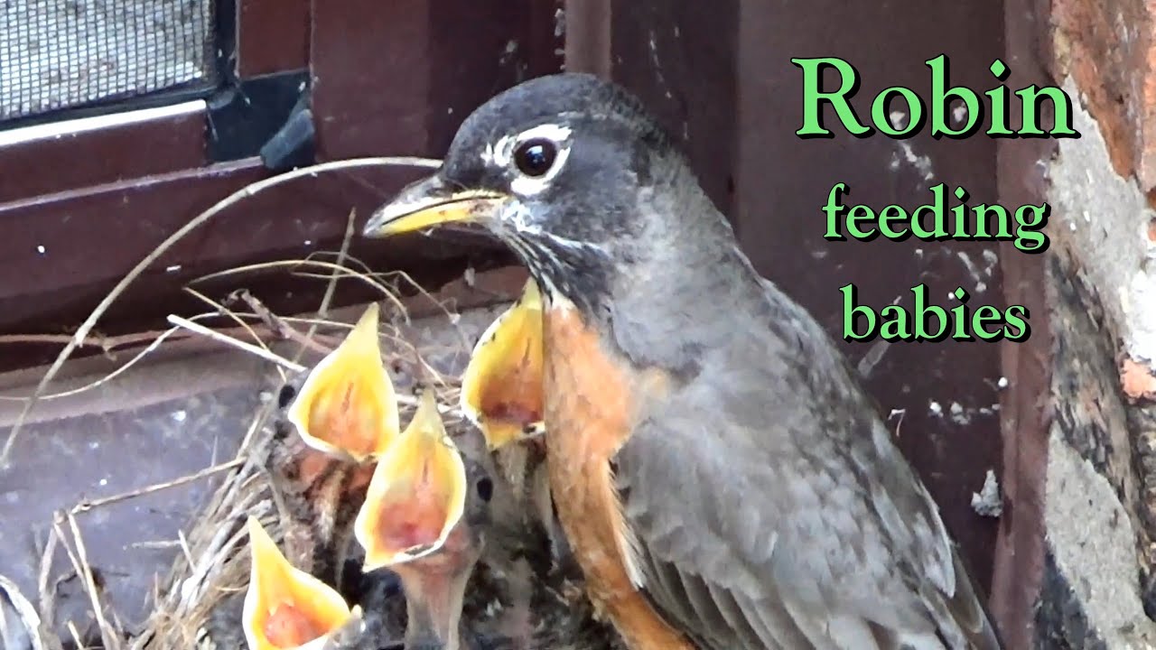 Robin Pooping American Robin feeding Babies - then Eats the Baby's Poop (fecal sac ...