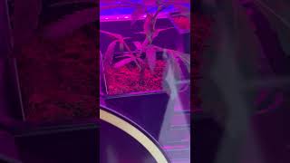 #kidcudi #dispensary #lakeorion #joyology