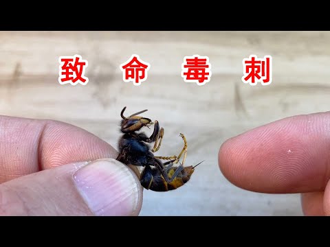 大黃蜂的毒刺看著真嚇人！被蟄一下肯定很痛！ 【歪點子實驗室】