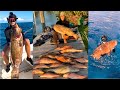 Spearfishing GIANT Grouper in the BAHAMAS (Commercial Spearfishing) - Episode 19